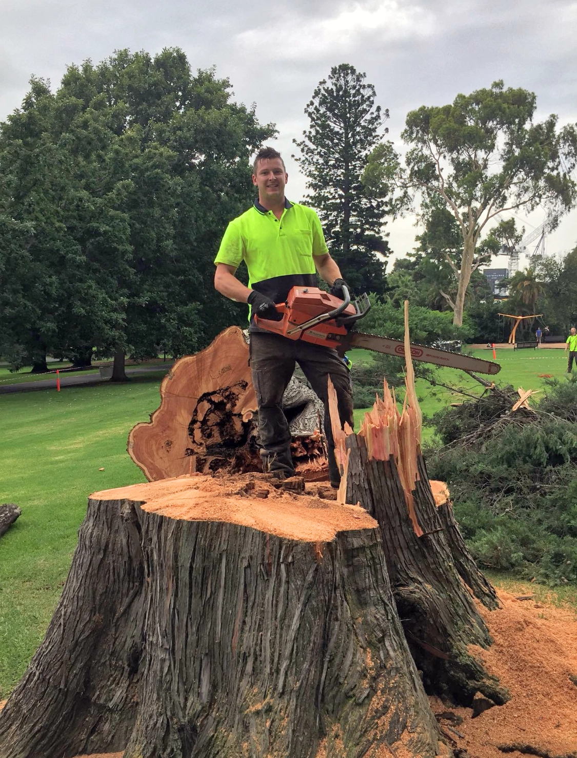 Stump Grinding Image 1 Hero