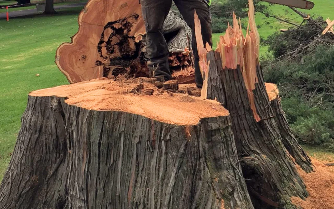 Stump Grinding Image 1