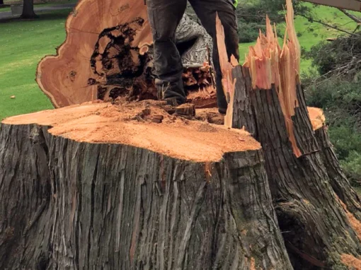 Stump Grinding Image 1