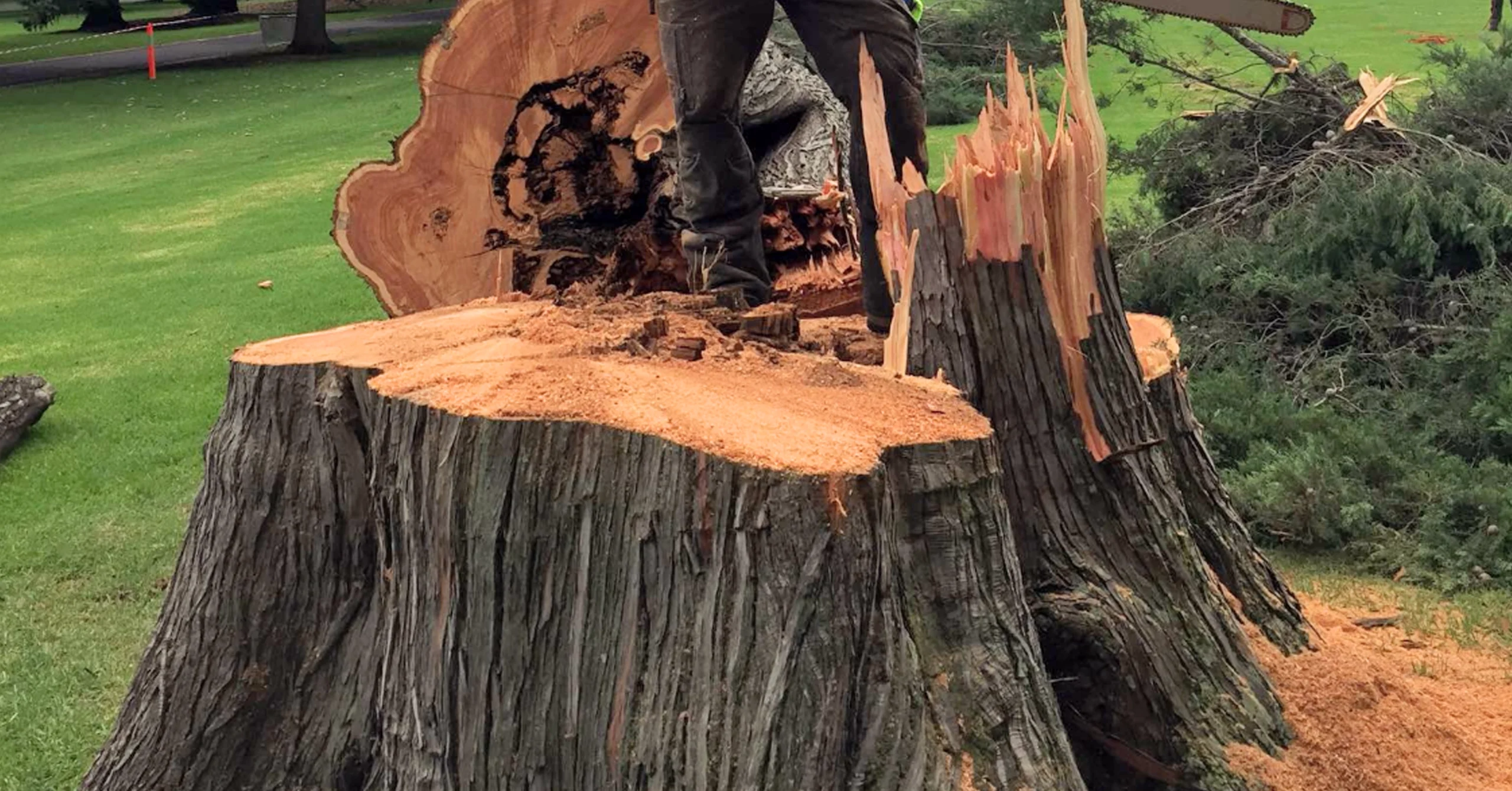 Stump Grinding Image 1 - Prestige Pruning