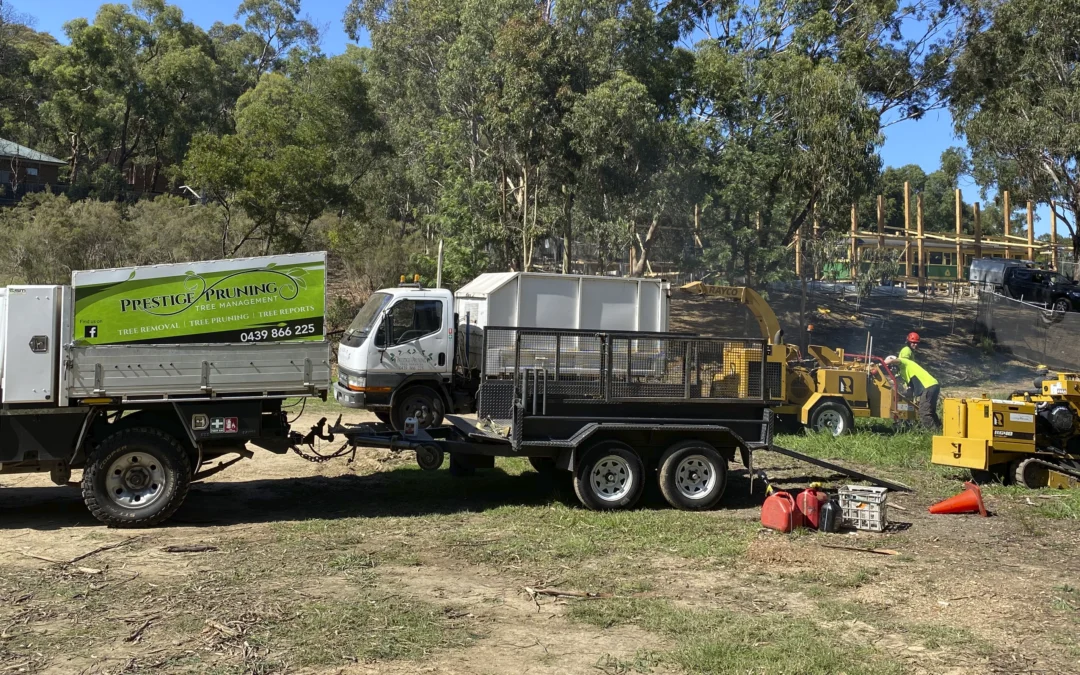 Stump Grinding Image 2