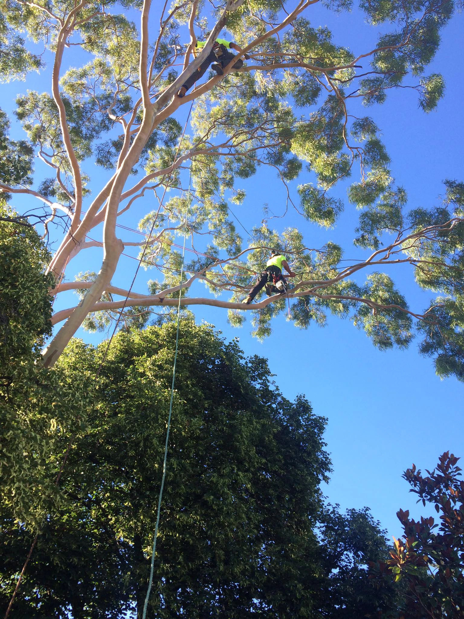 Tree Pruning Image 1 Hero Image