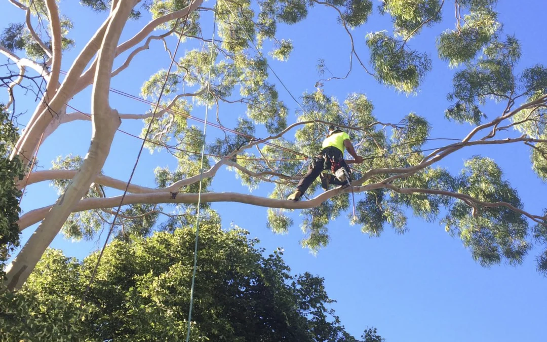 Tree Pruning Image 1