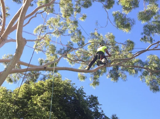 Tree Pruning Image 1
