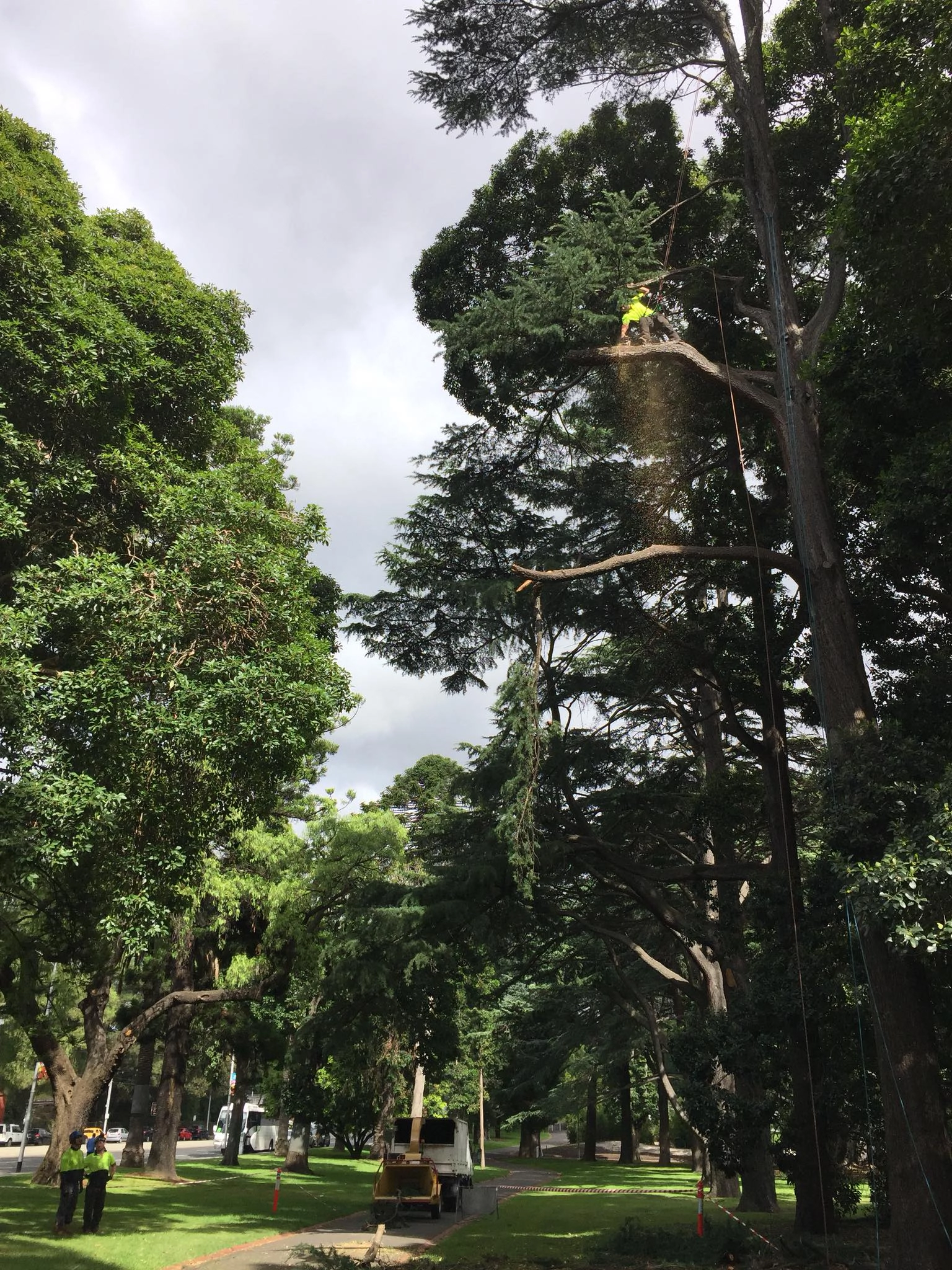 Tree Pruning Image 2 Hero