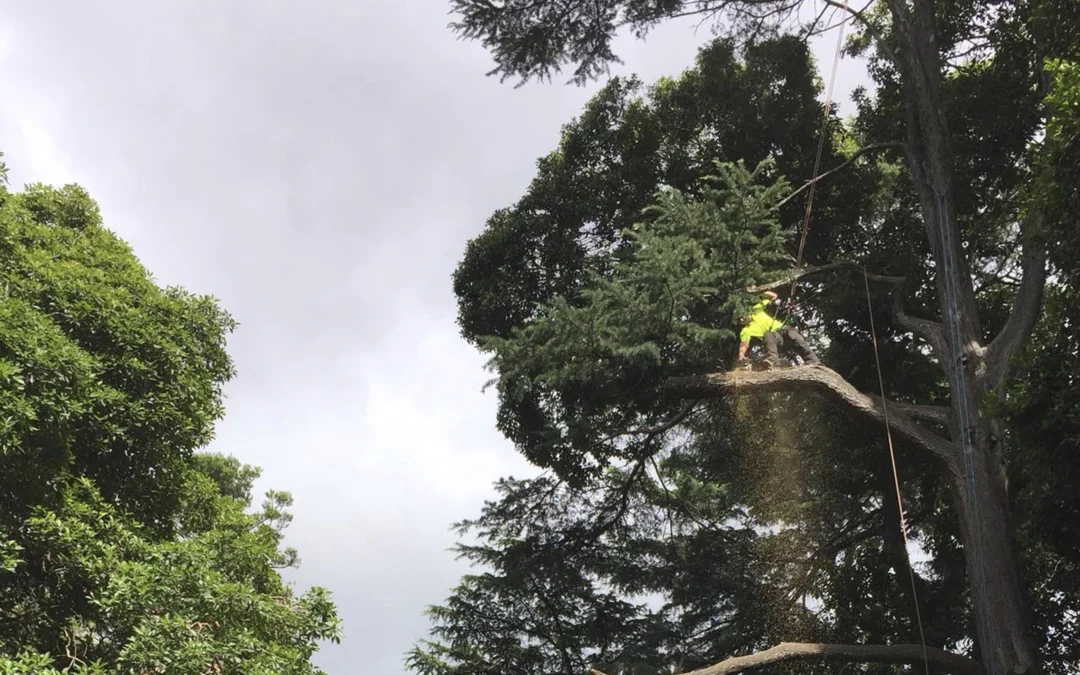 Tree Pruning Image 2