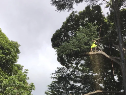Tree Pruning Image 2