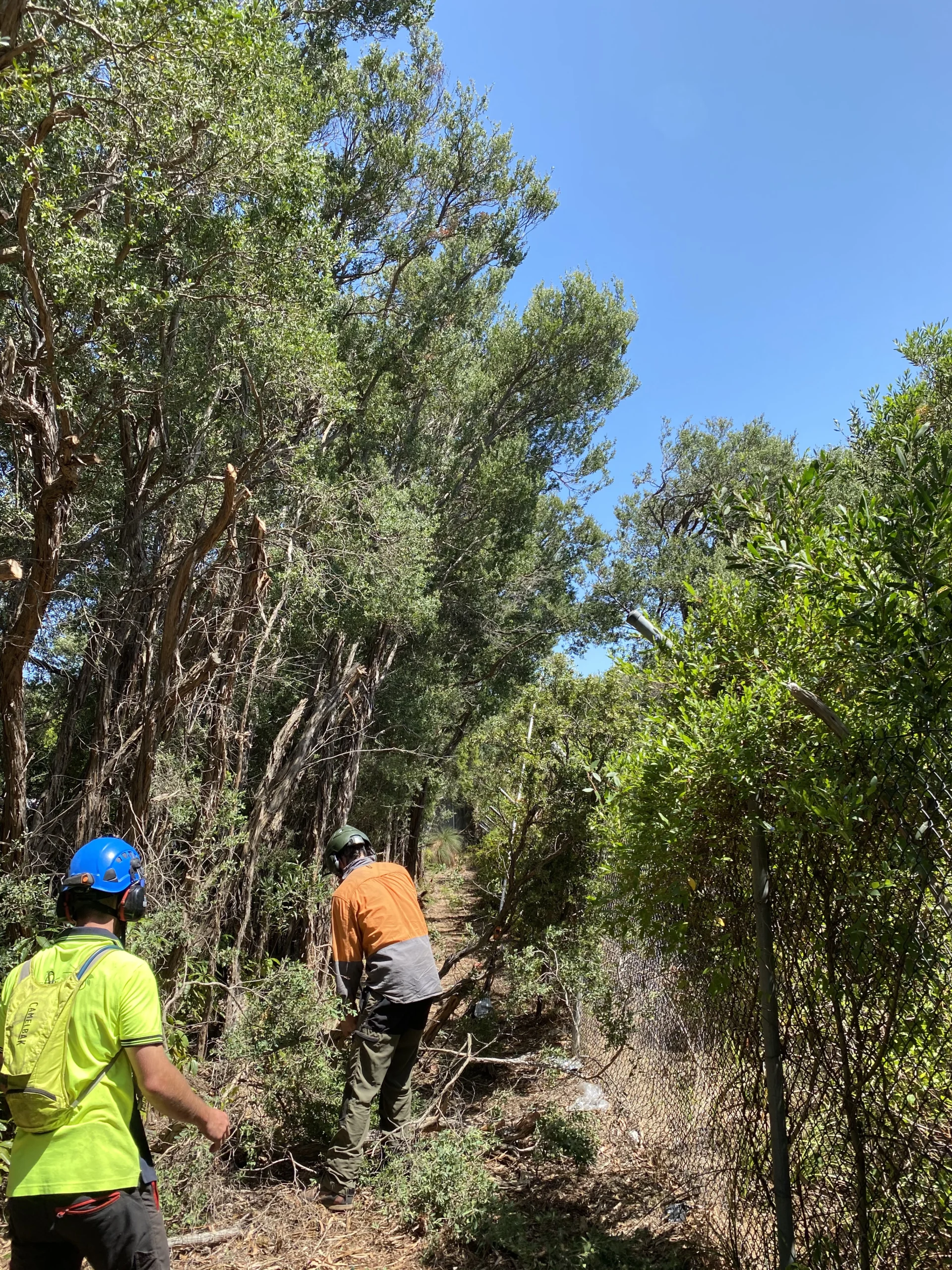 Tree Pruning Image 3 Hero 1 