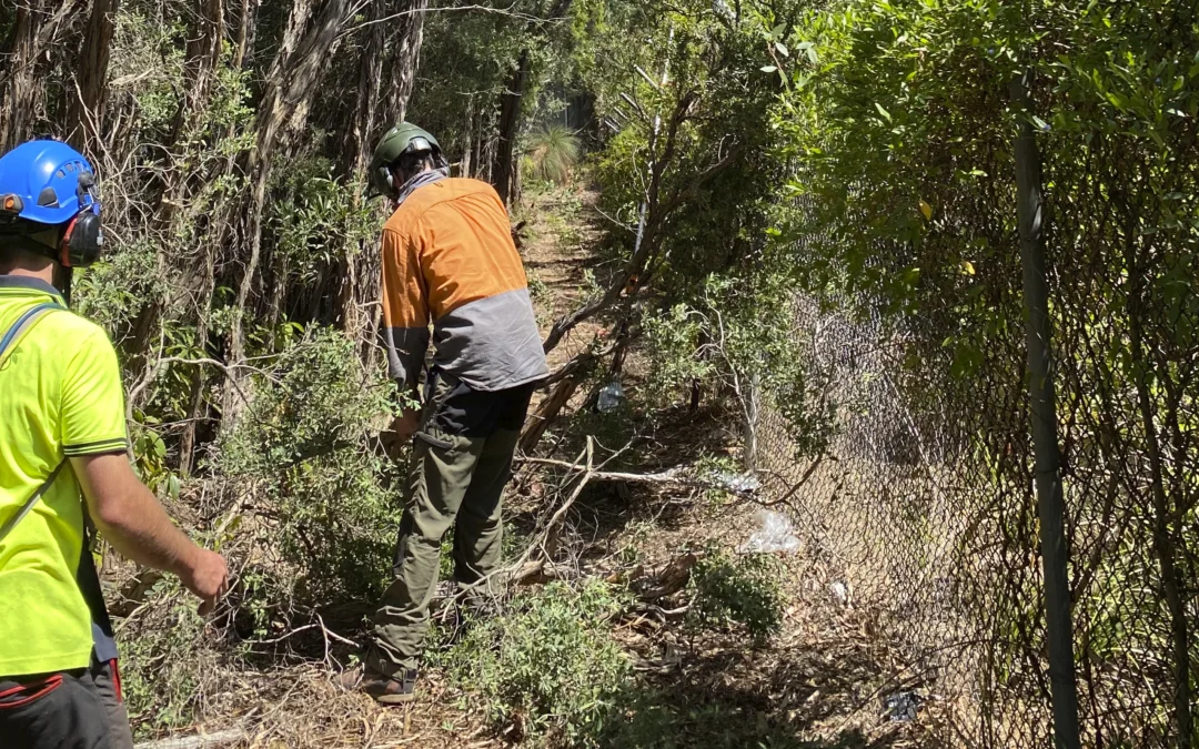 Tree Pruning Image 3