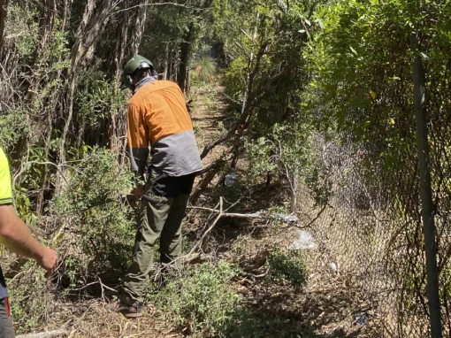 Tree Pruning Image 3