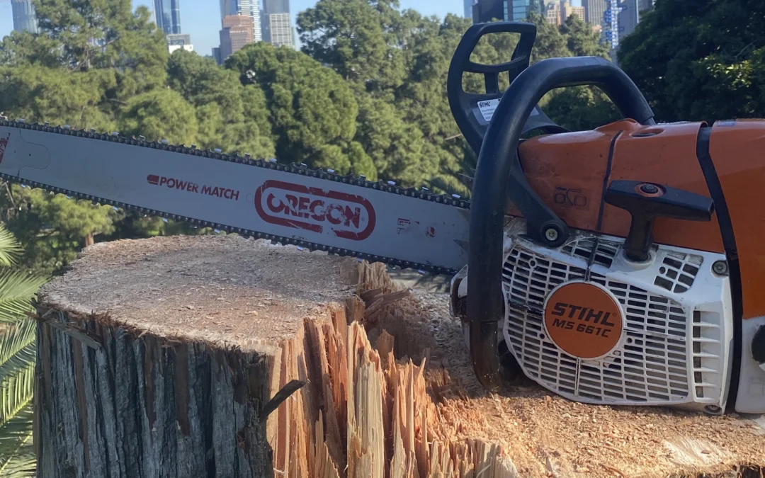 Tree Removal Image 1