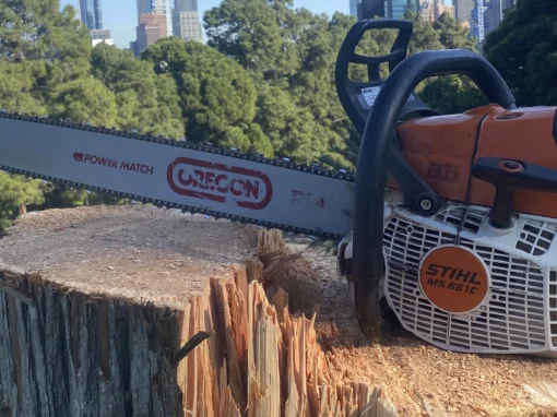 Tree Removal Image 1