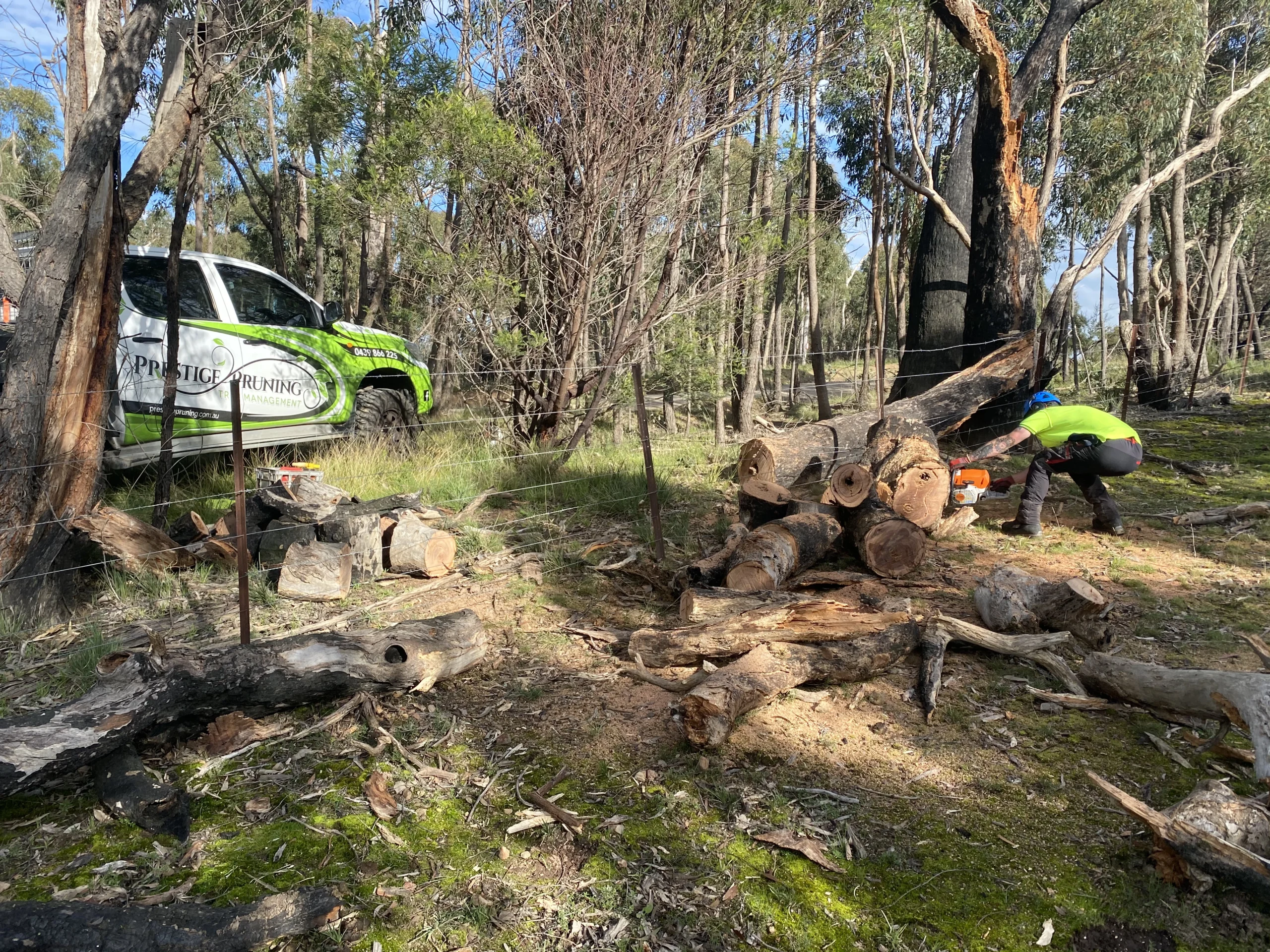 Tree Removal Image 2 Hero
