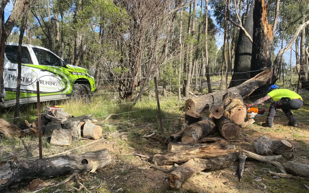 Tree Removal Image 2