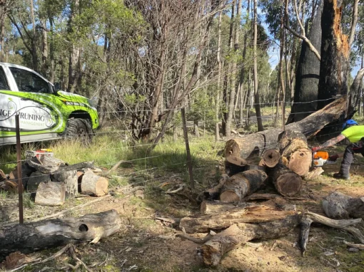 Tree Removal Image 2
