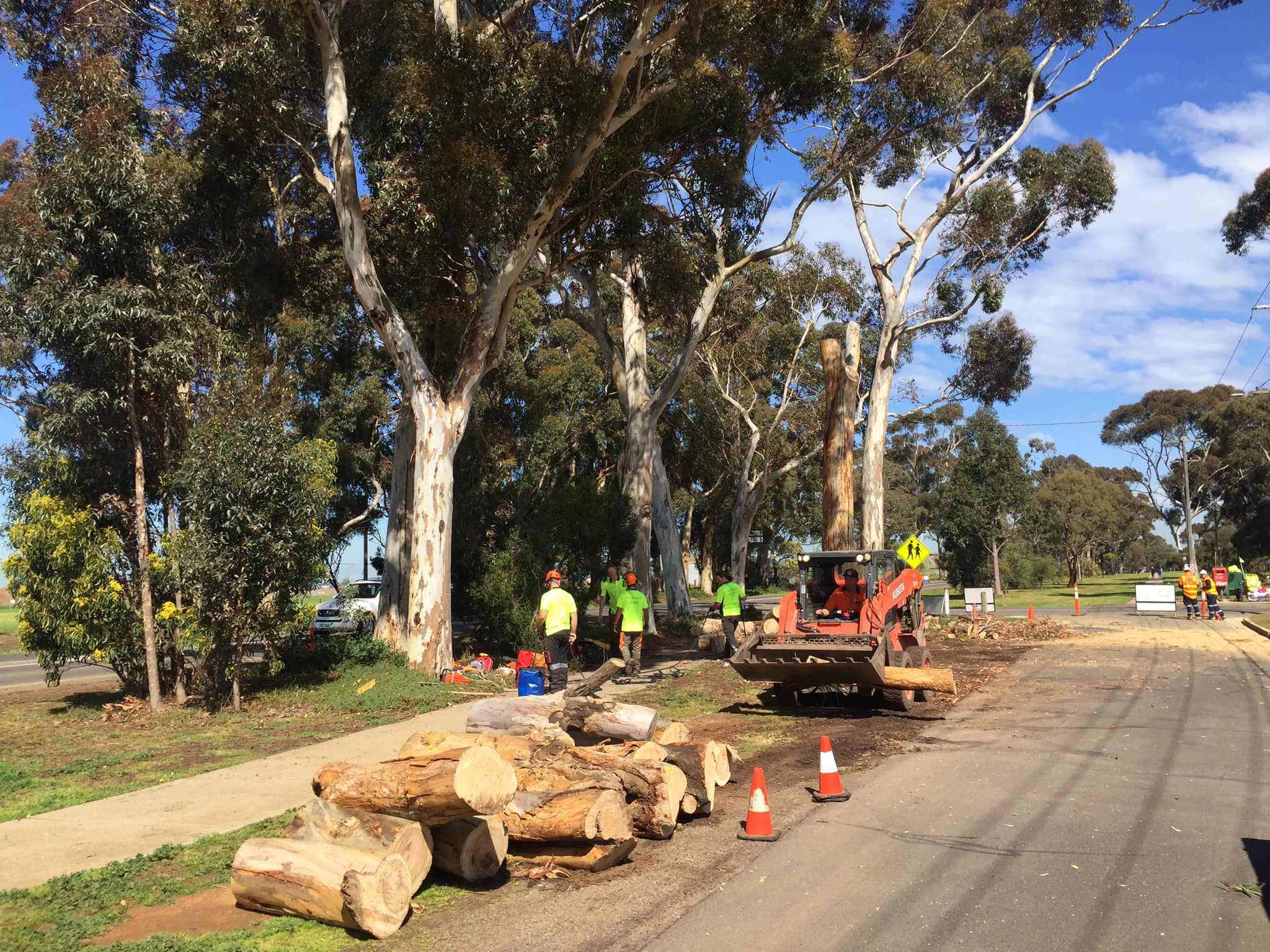 Tree Removal Image 3 Hero