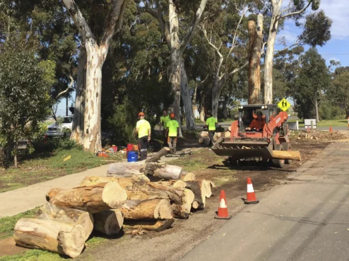 Tree Removal Image 3