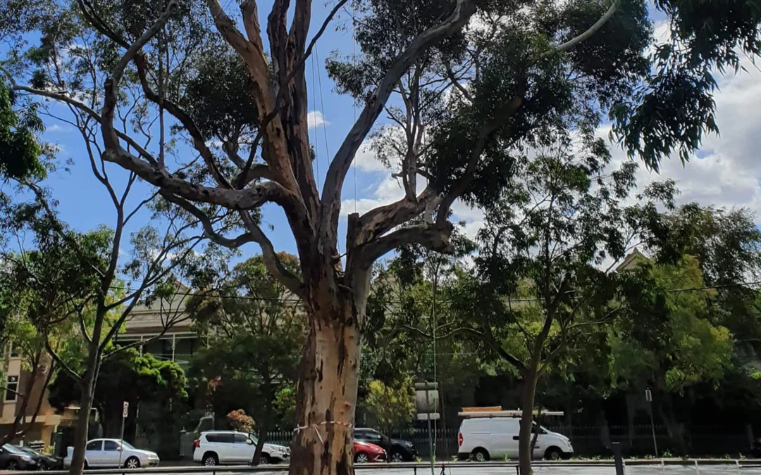 Prestige Pruning Photo 2