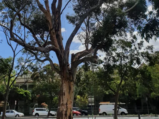 Prestige Pruning Photo 2