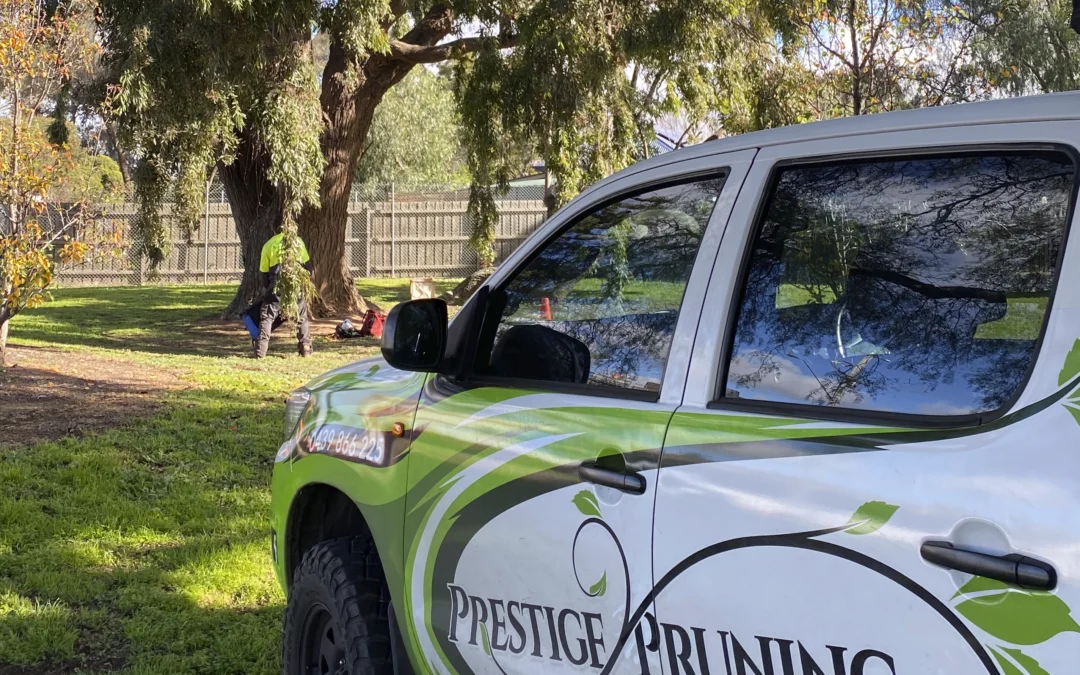 Prestige Pruning Photo 3