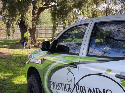 Prestige Pruning Photo 3