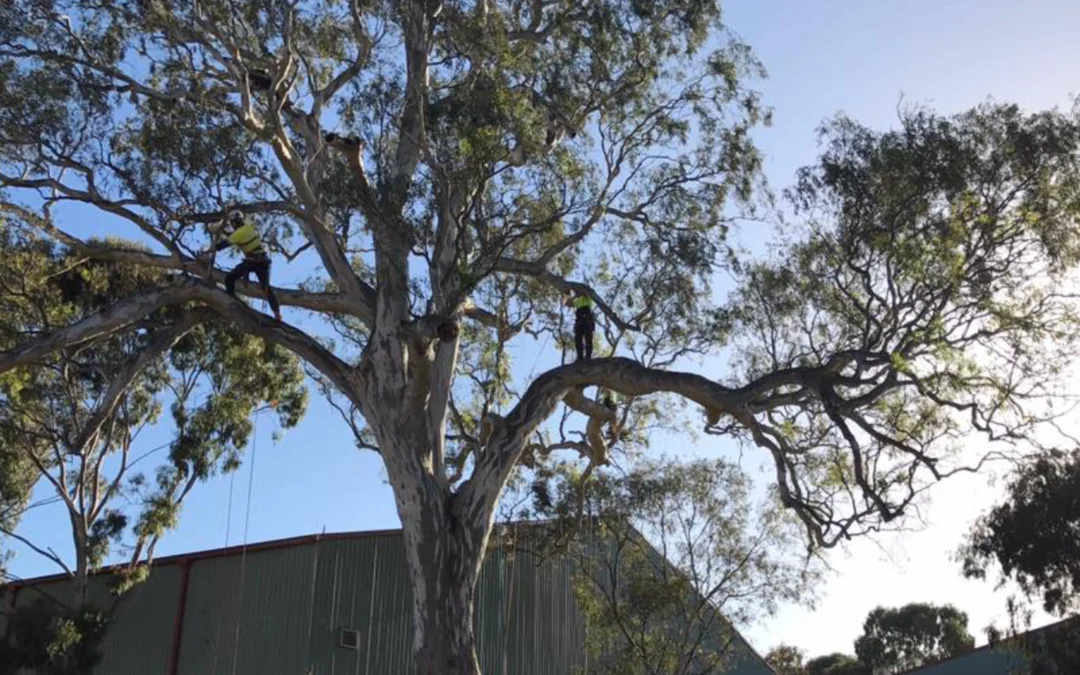 Prestige Pruning Photo 5
