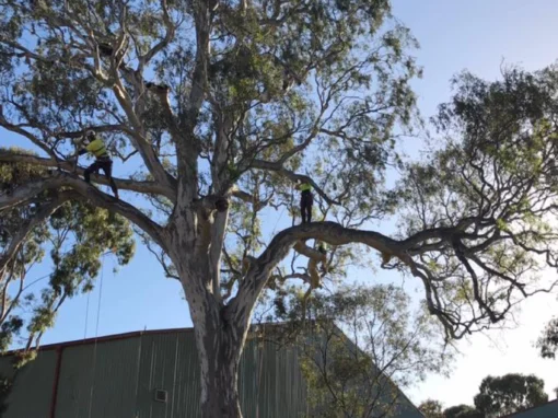 Prestige Pruning Photo 5